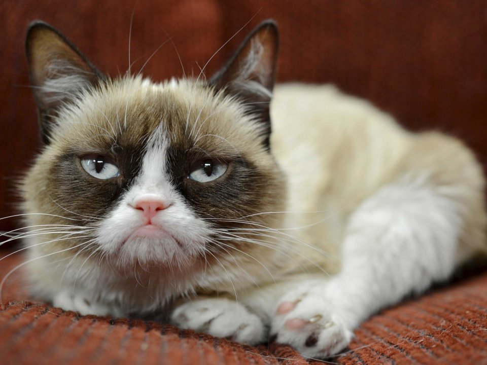 Grumpy Cat stares at the camera with a dour frown of doom and gloom